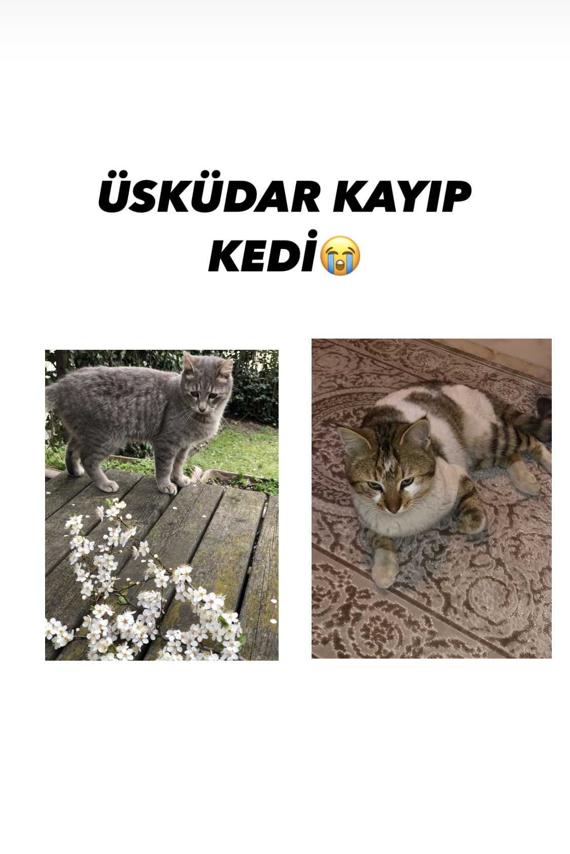 Sümeyye günay
