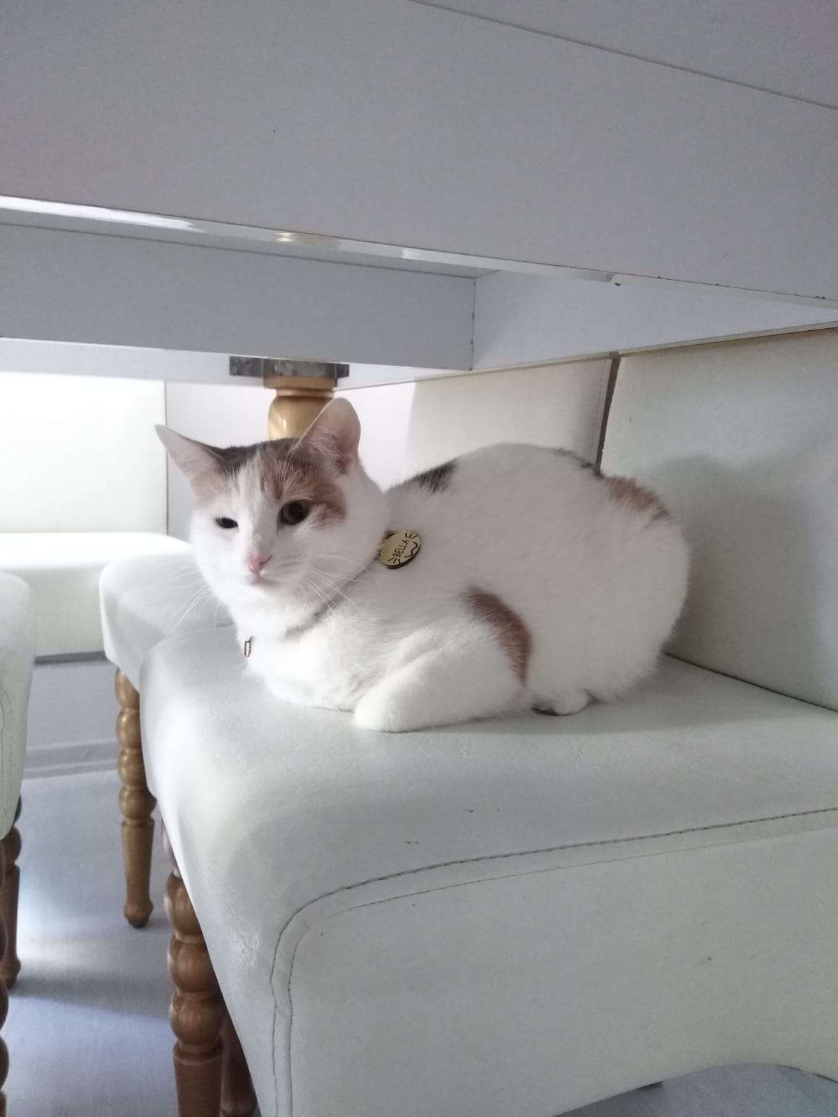 TRABZONDA KEDİM KAYBOLDU :(