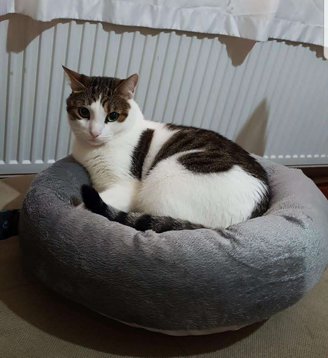 KAYIP KEDİ KAĞITHANE TALATPAŞA MAH 
