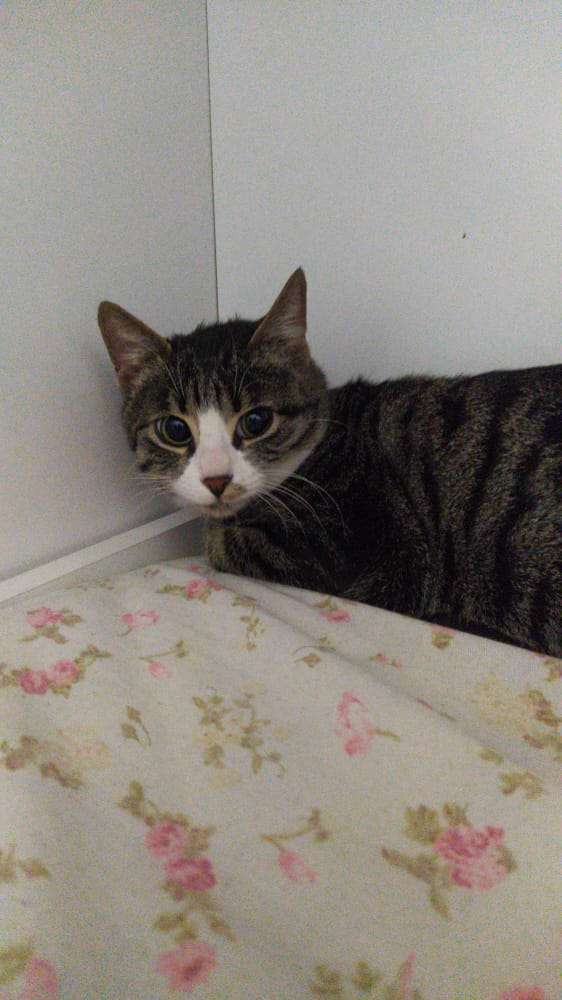 Karataş civarı kedi