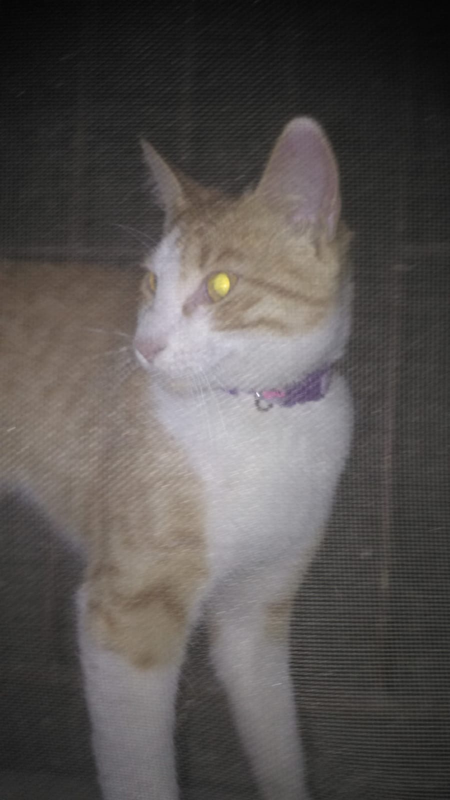 KAYIP TASMALI KEDİ