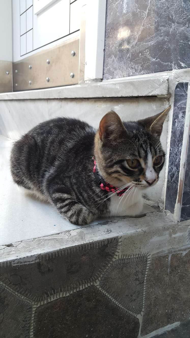 Evini arıyoruz 