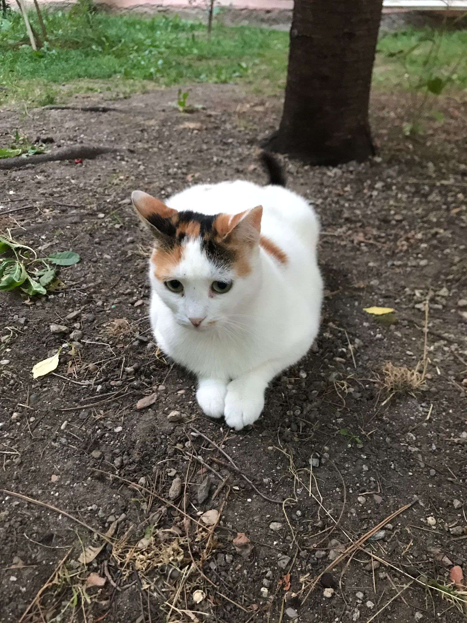 KAYIP KEDİ MÜJGAN