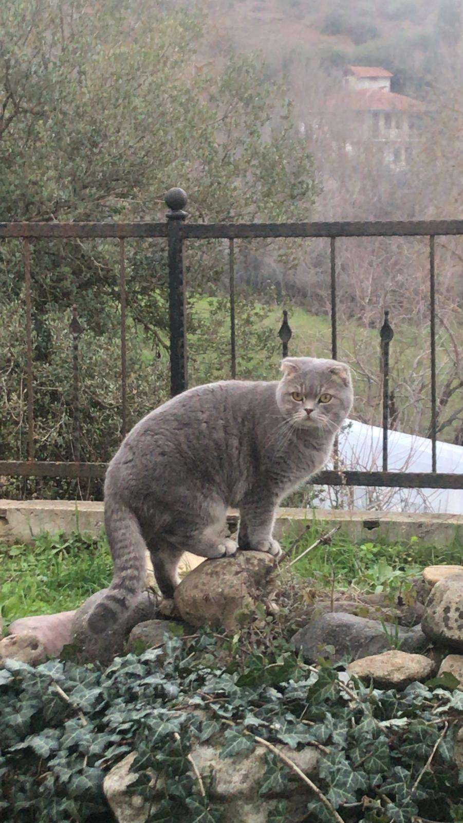 YALOVA / GRİ SCOTTİSH KEDİM KAYBOLDU