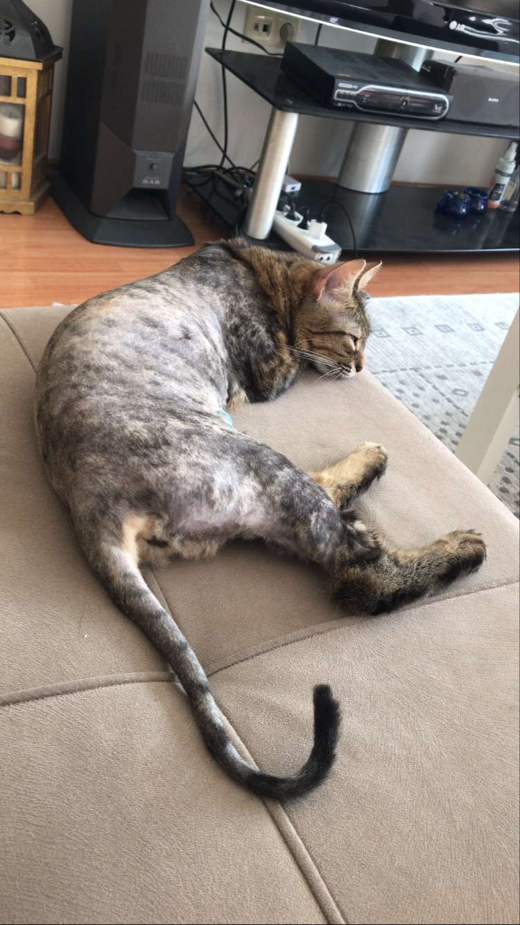 İstanbul Ümraniye KAYIP KEDİ