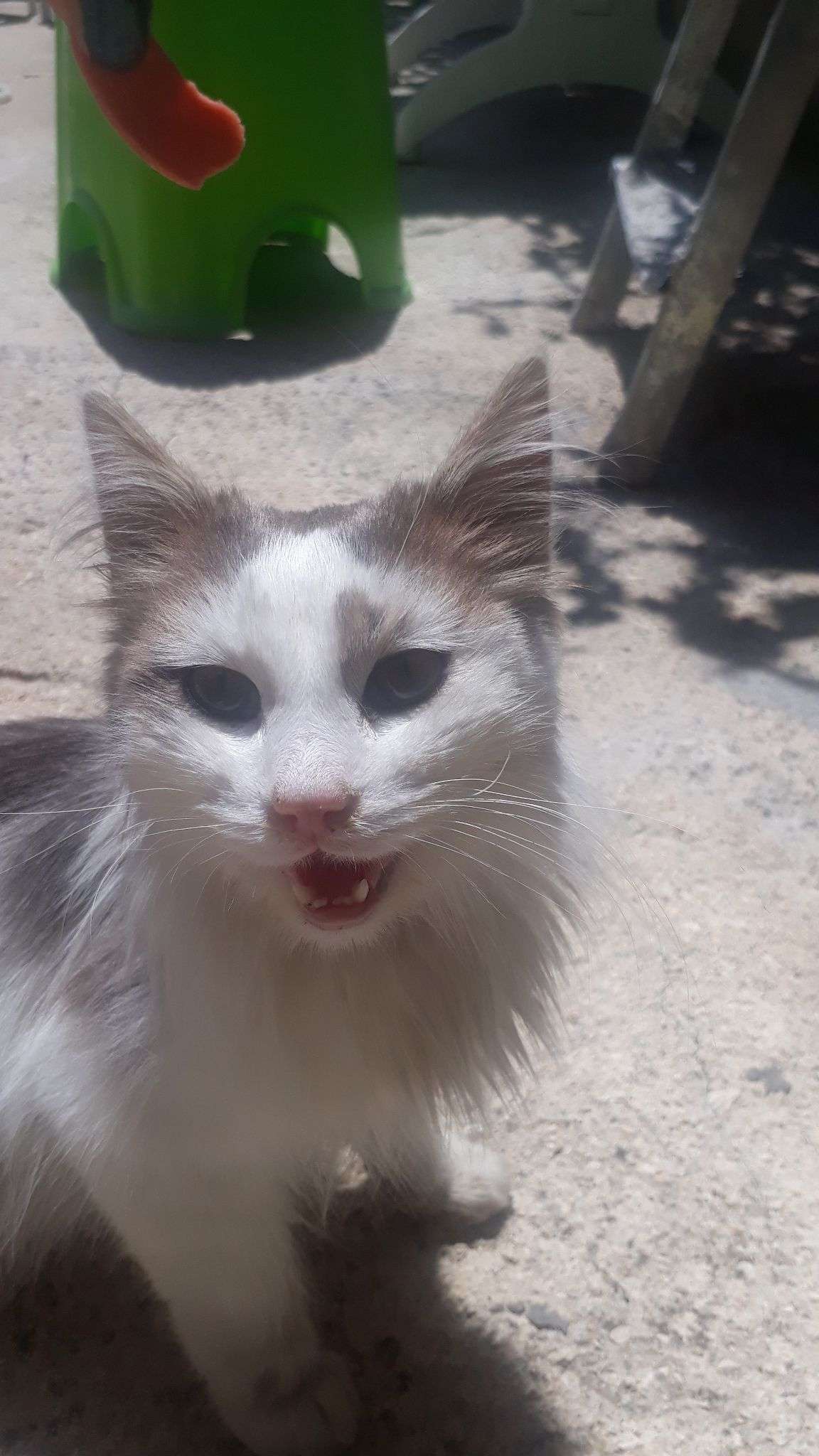 Kedim lahmacun kayıp