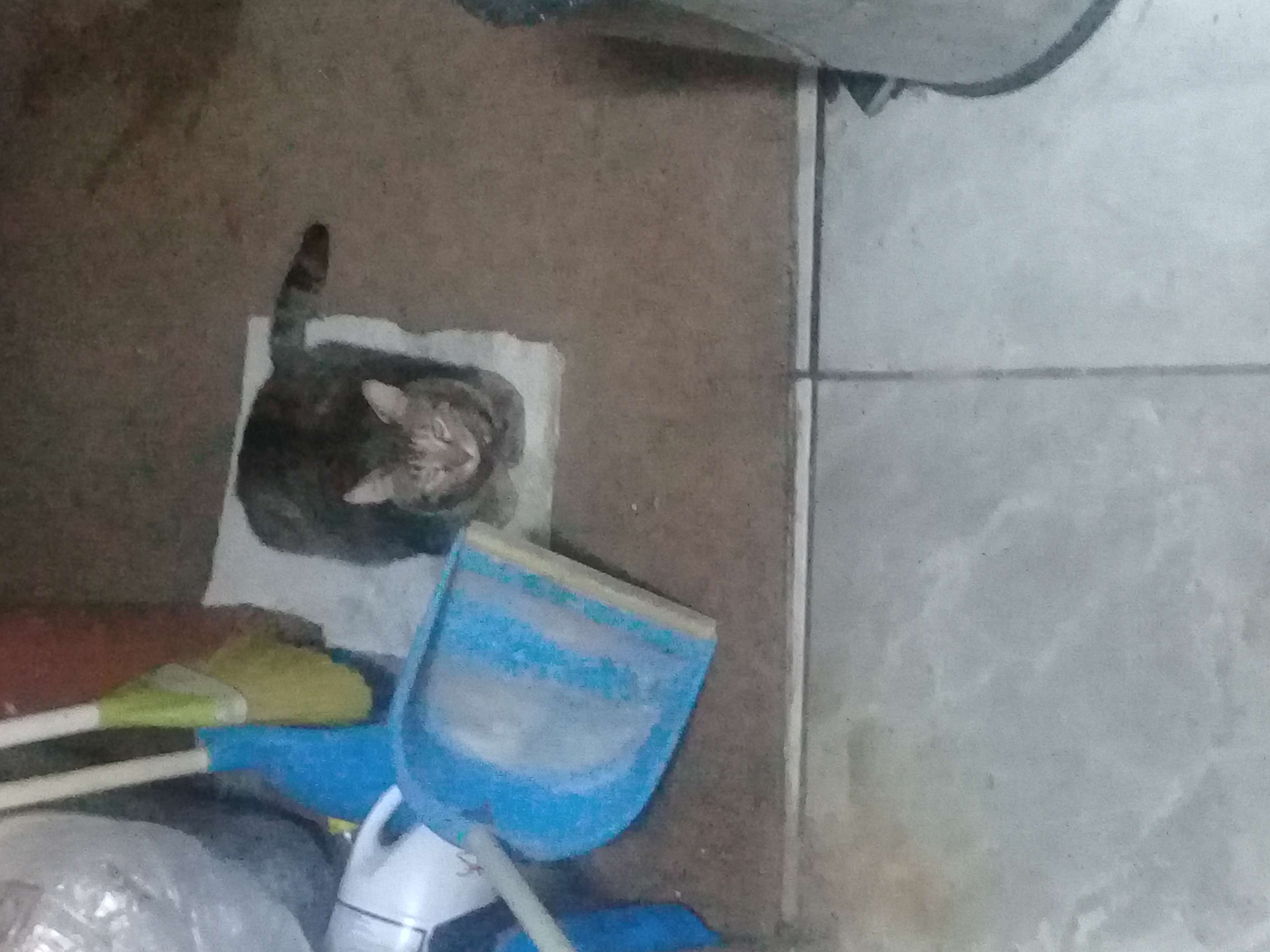 nisantasinda sahibini ariyor acill