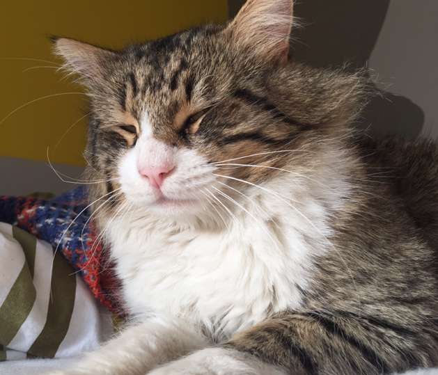 Bostancı KAYIP KEDİ