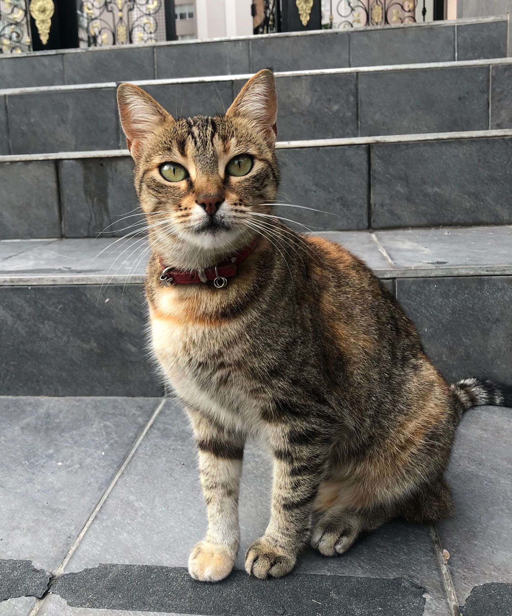 İstanbul Beylikdüzü Kayıp Kedi