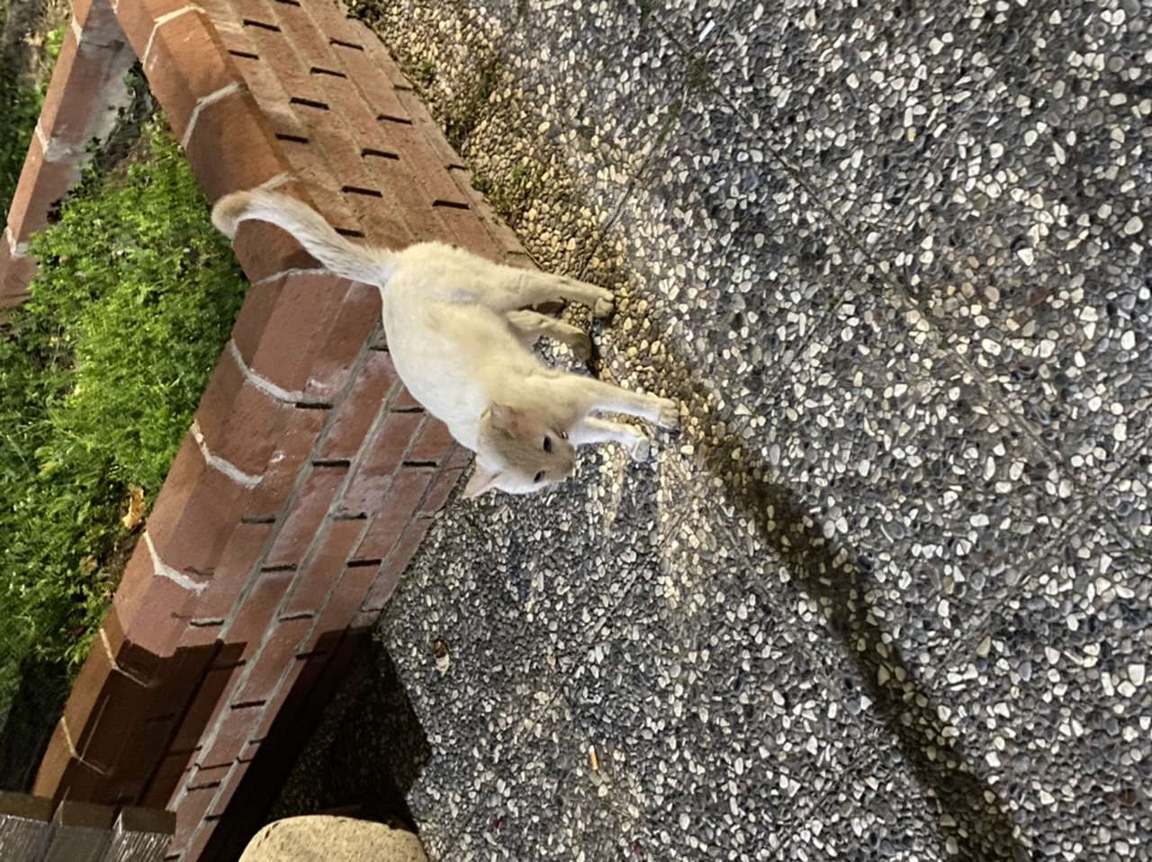 İzmir bayraklı kayıp kedi