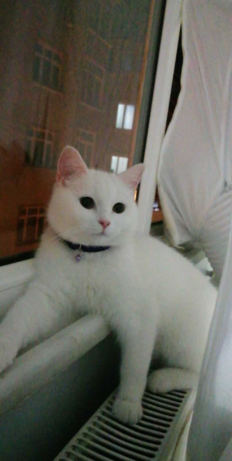 KAYIP KIZIM