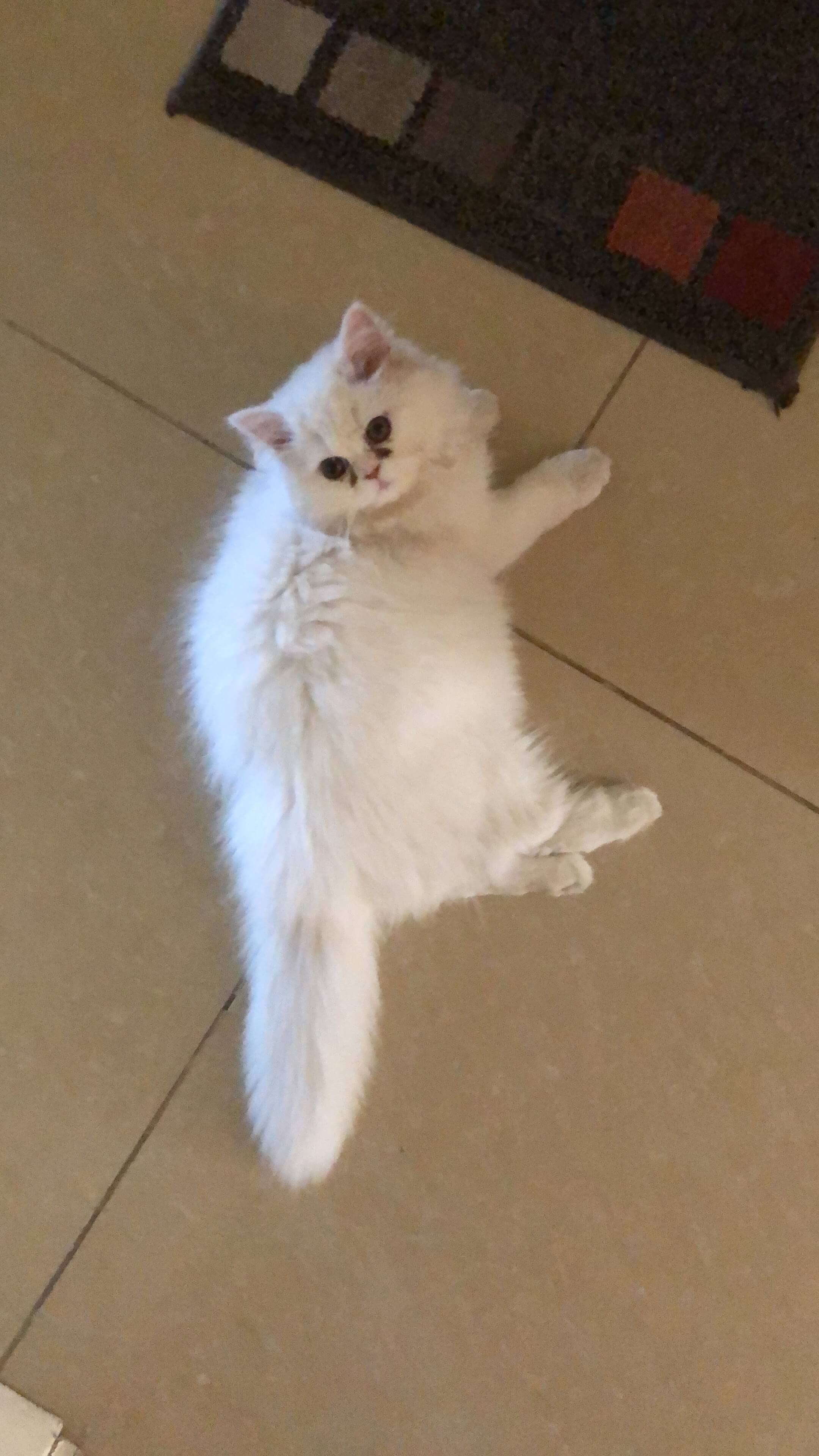 Kayıp kedi