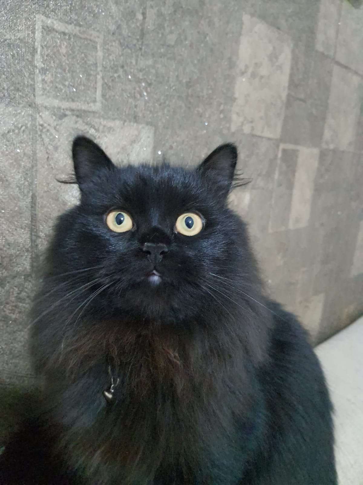 Kayıp siyah uzun tüylü kedi İlanı 6888 Gören Duyan