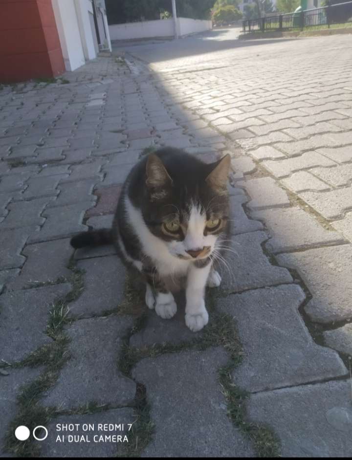 Manavkuyu sahibi aranıyor