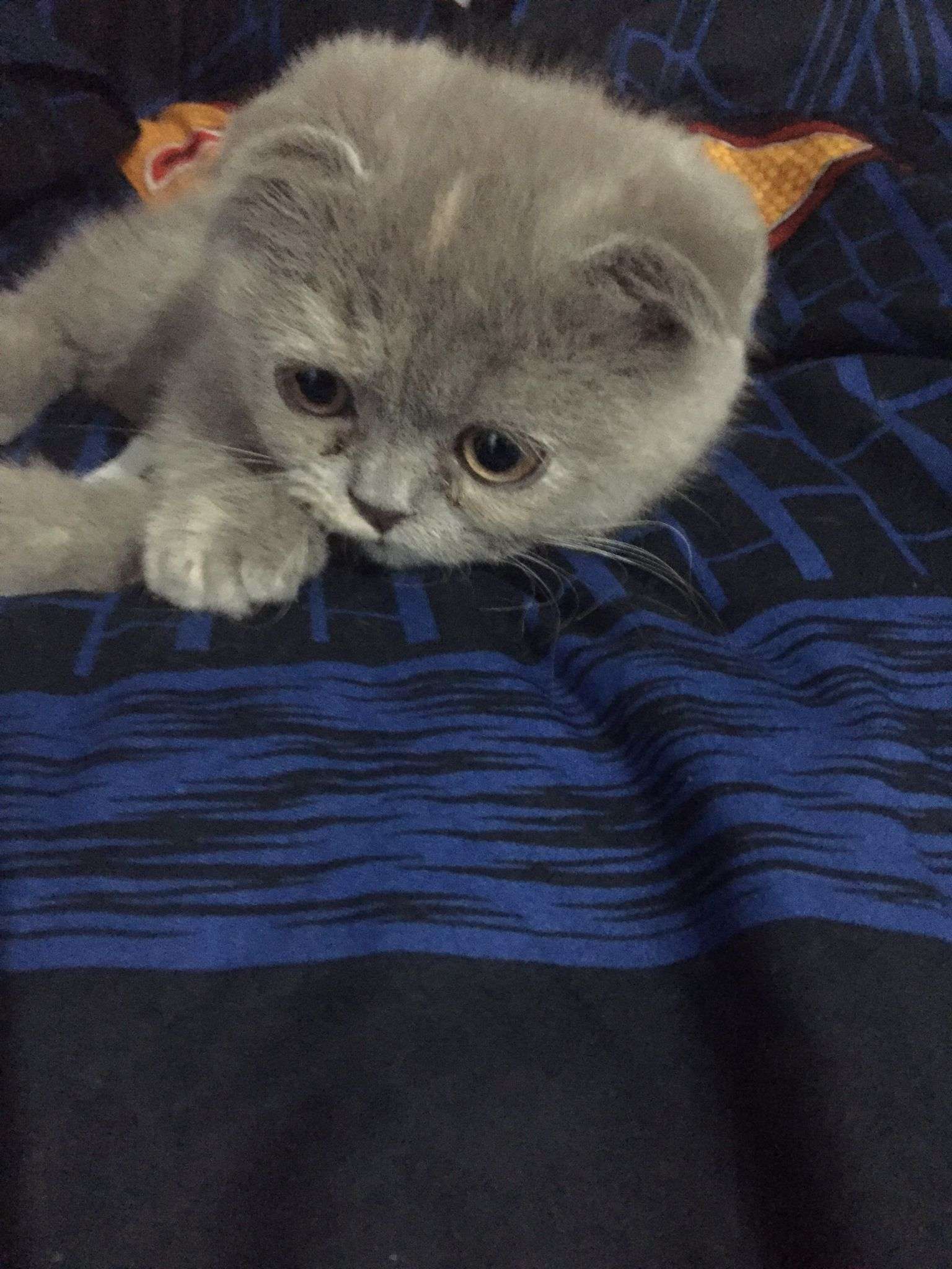 kedimin sesini duyun
