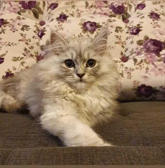 kaya