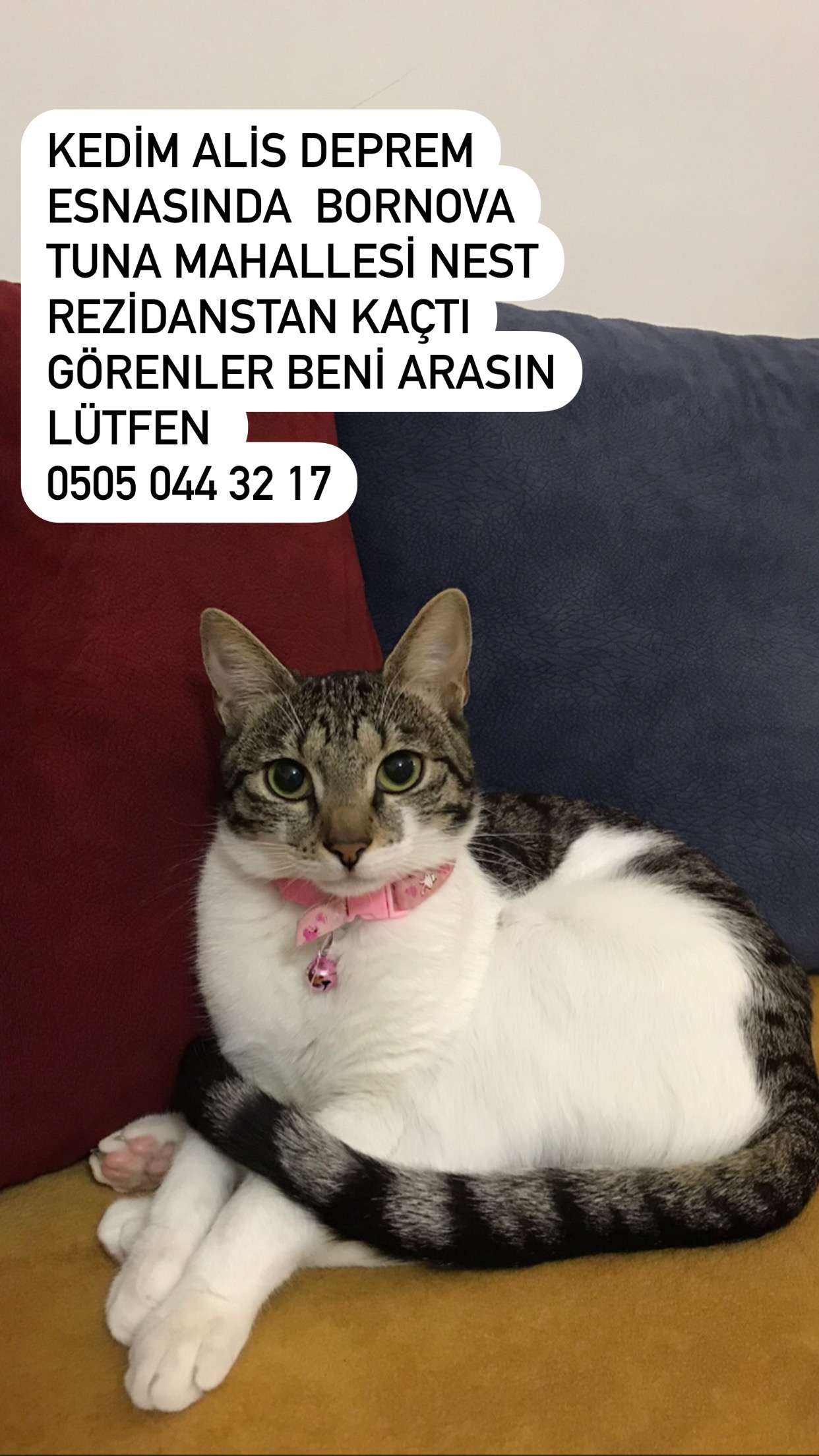 BORNOVA ÇAMDİBİ KEDİM ALİS KAYIP