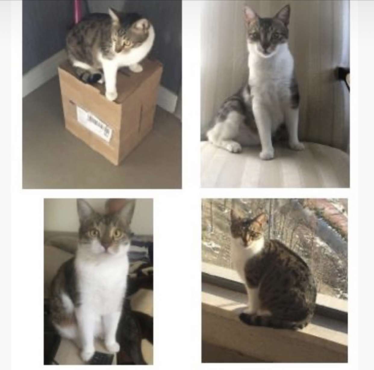 Kayıp kedi ilanı