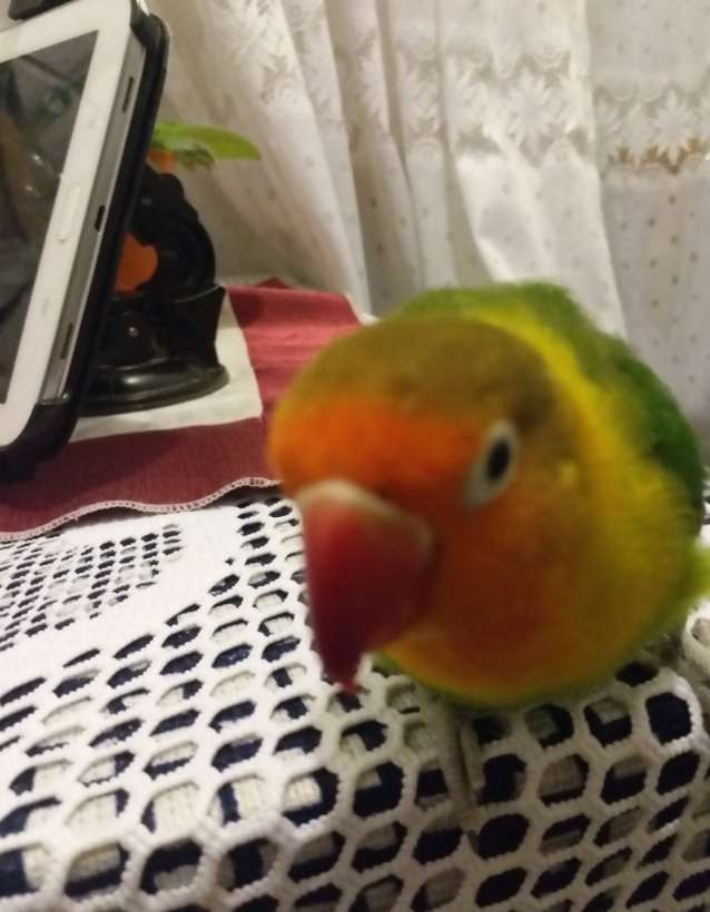 Kayıp cennet papağanı