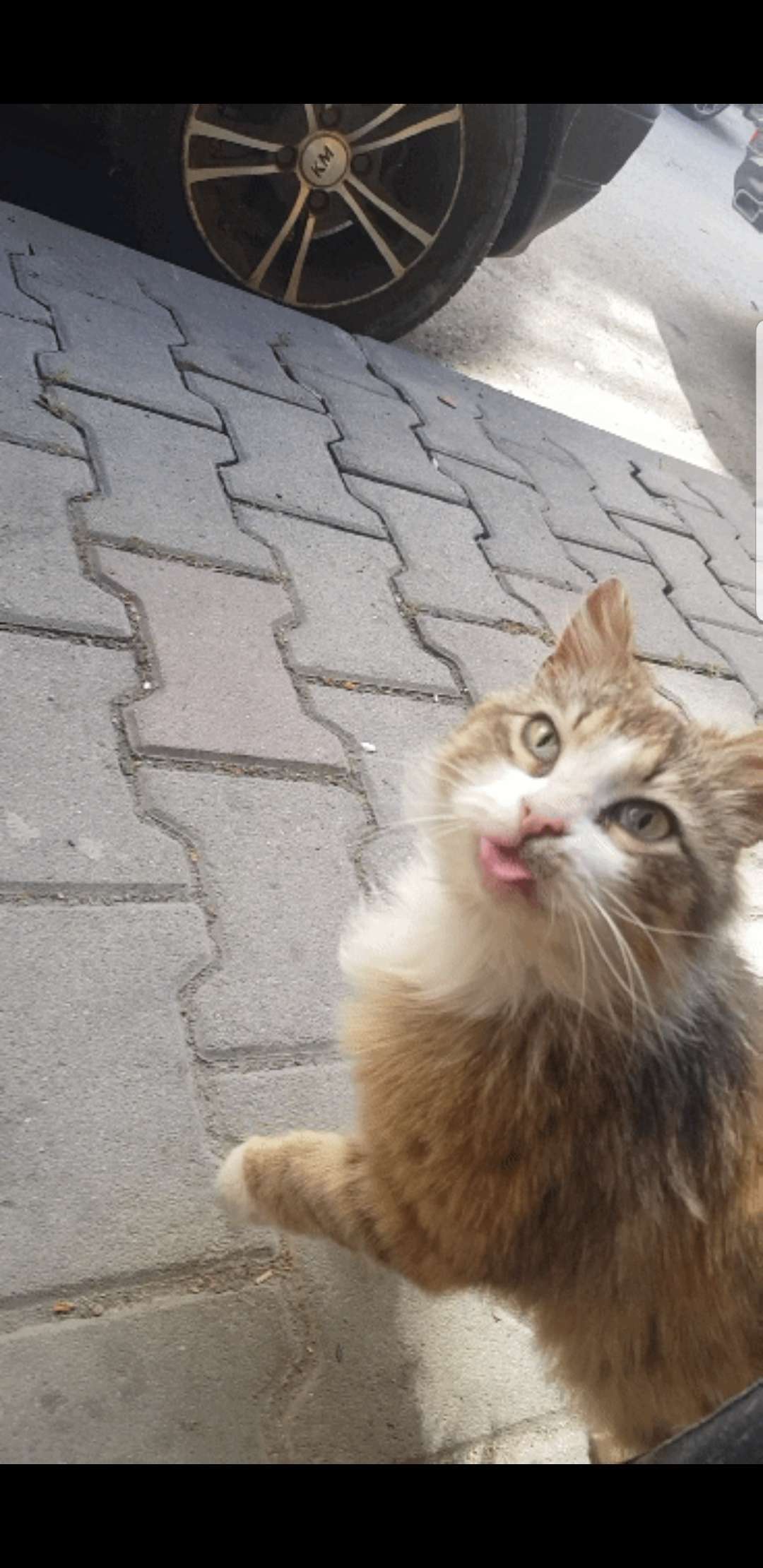 KEDİMİZ KAYBOLDU İSTANBUL
