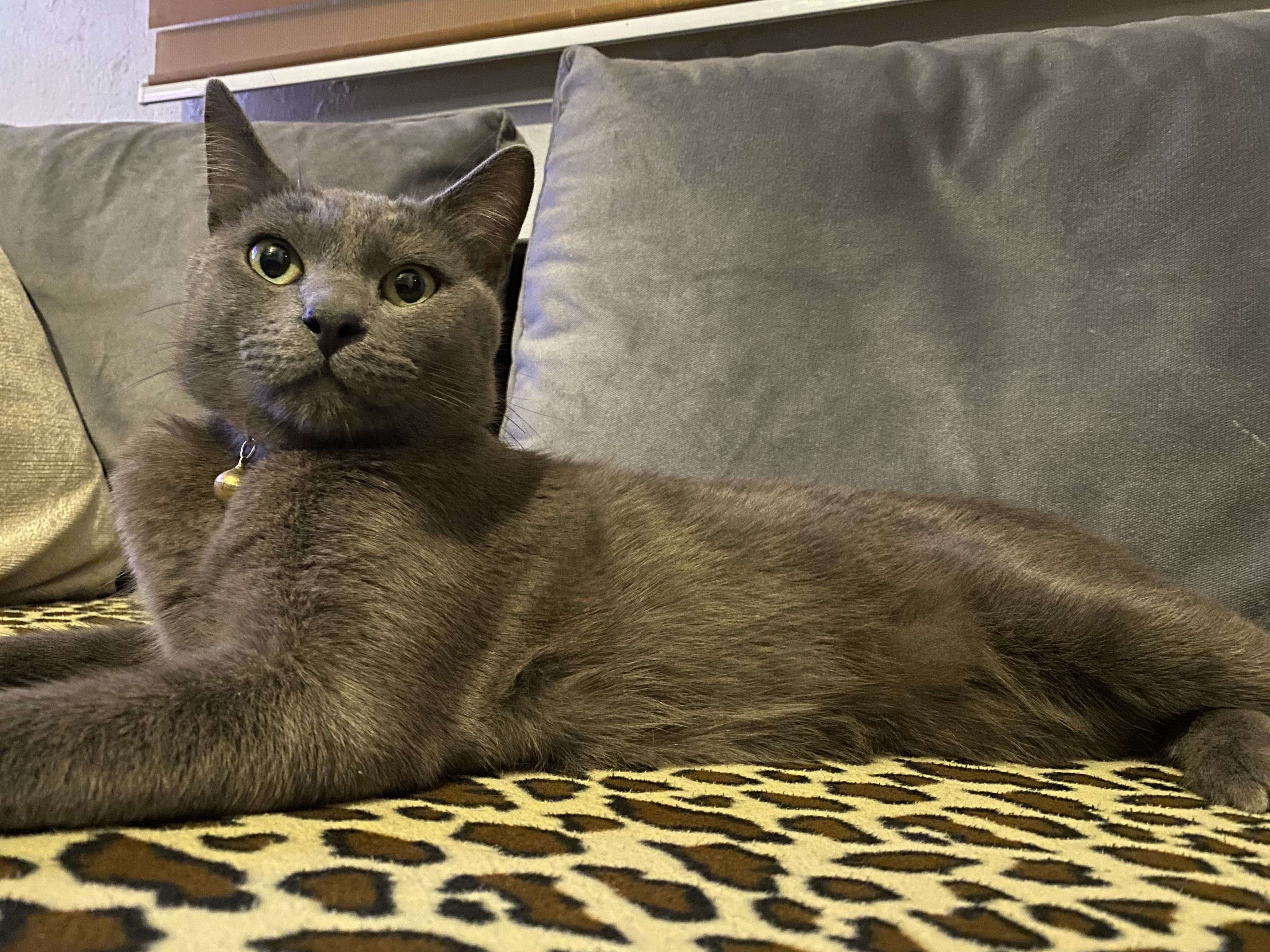 Kayıp kedi