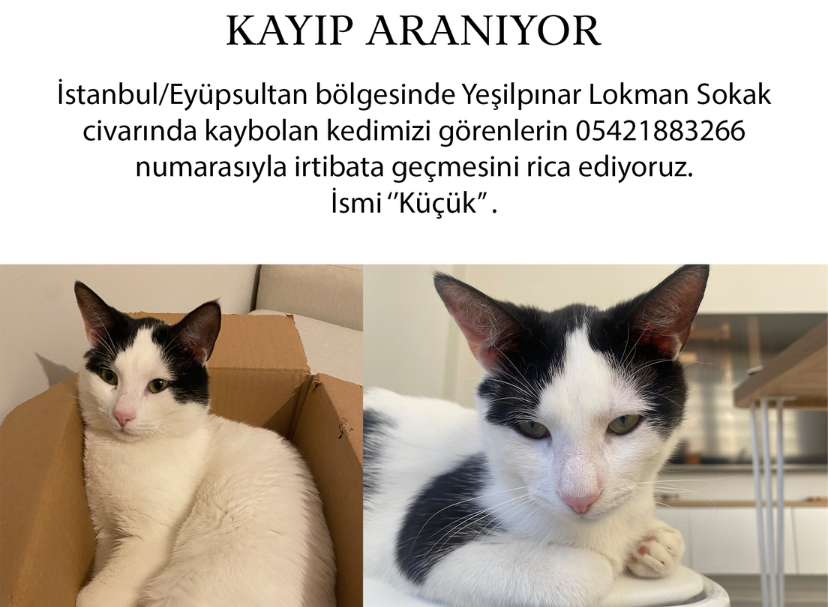 Kayıp Kedi