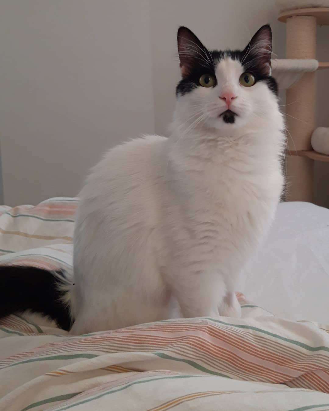 ‼ KAYIP KEDI ‼