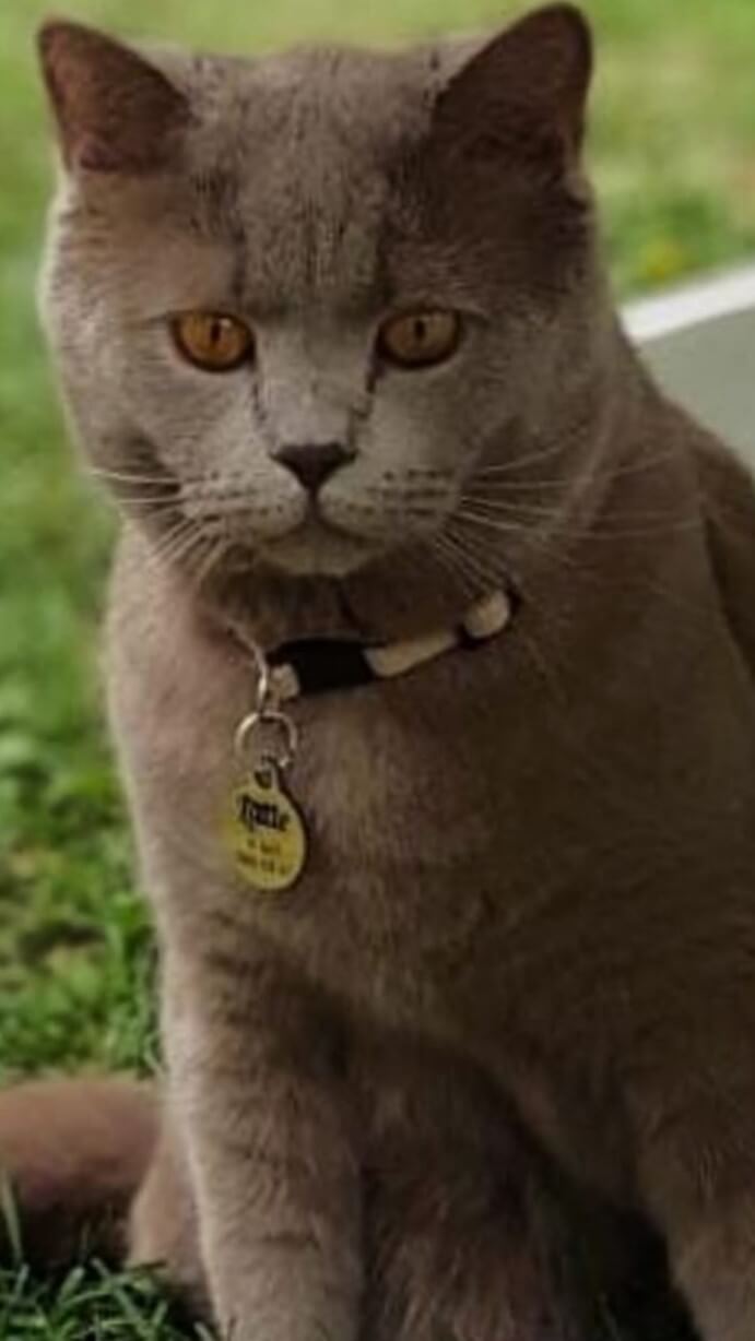 KAYIP ERKEK KEDİ - BRITISH SHORT HAIR