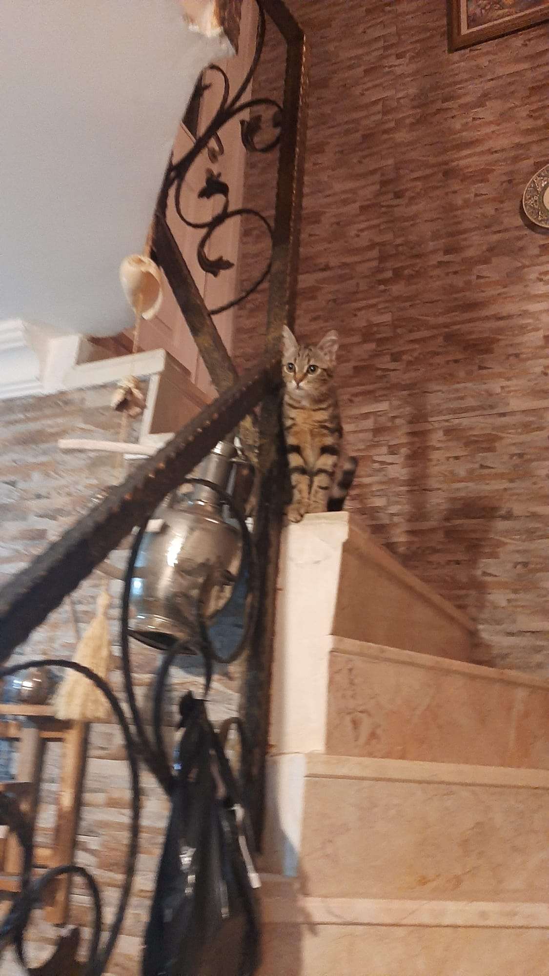 Tekir canım kedim kayboldu