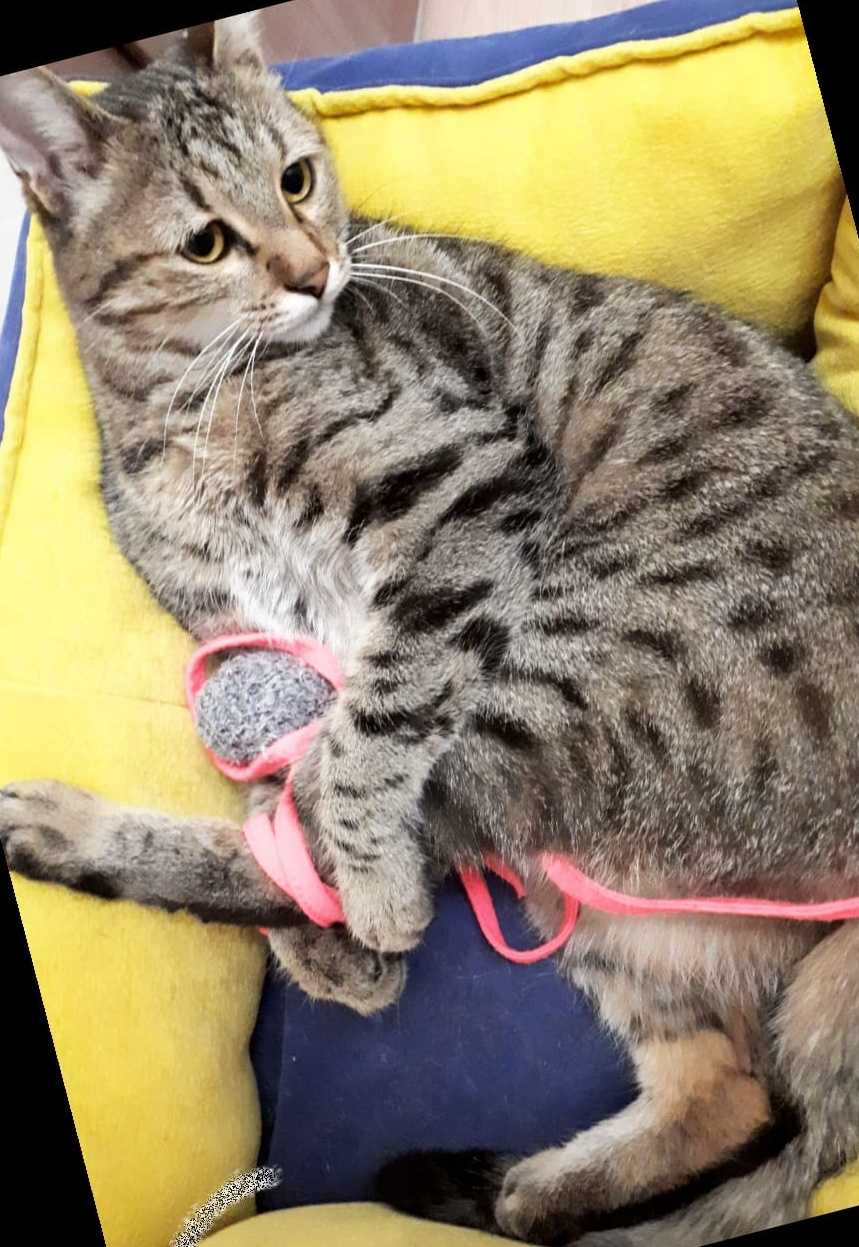 Kayıp Kedi İlanı İlanı 4165 Gören Duyan
