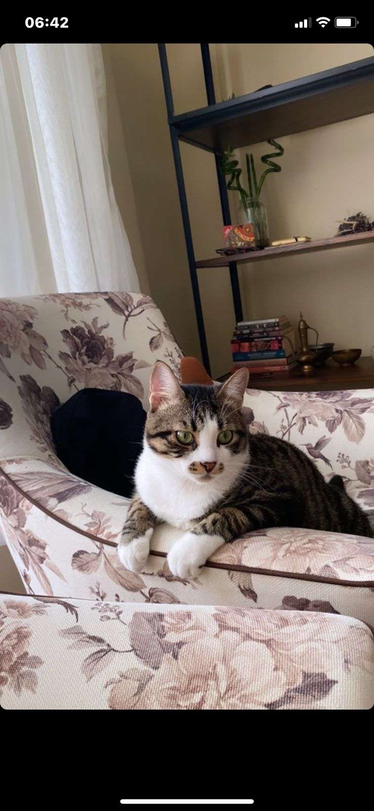 2 yaşında Erkek Kedi