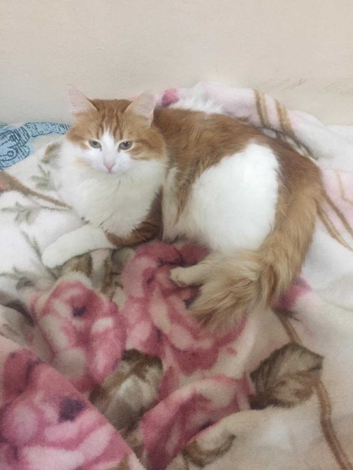 songül cömert