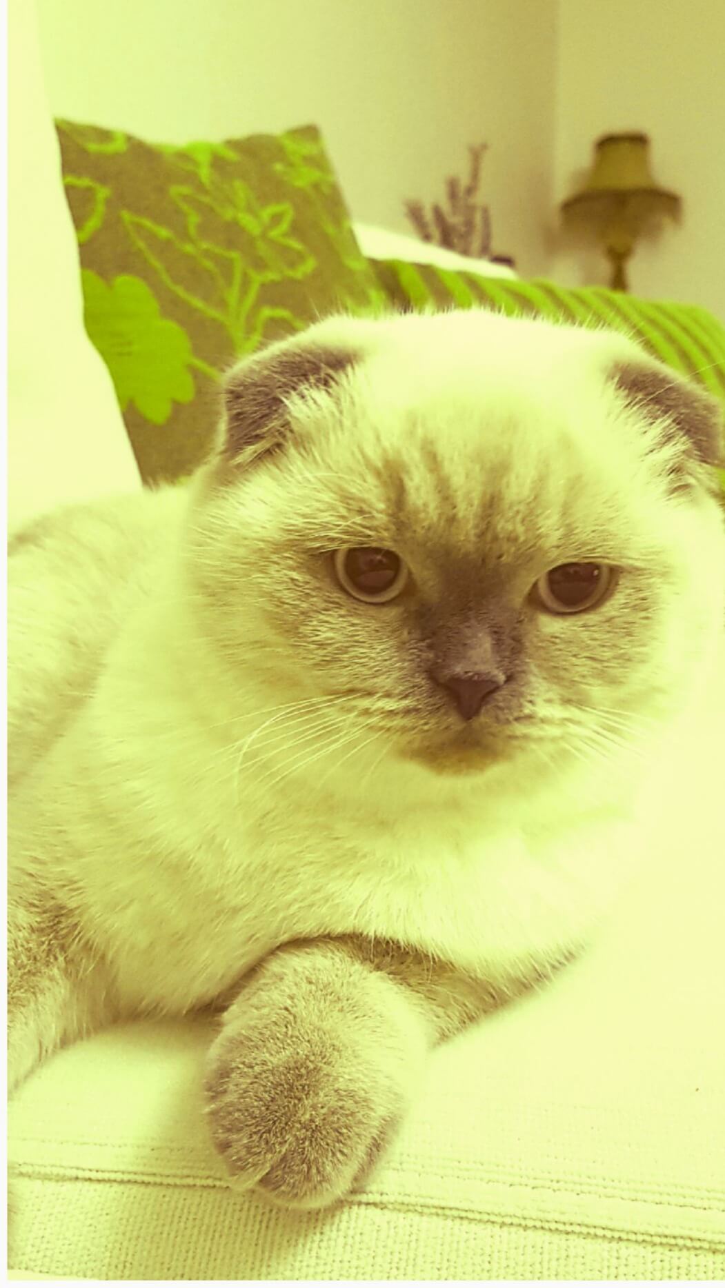 lucy