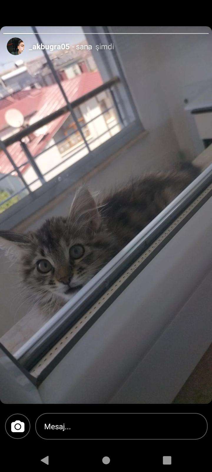 Kayıp kedi