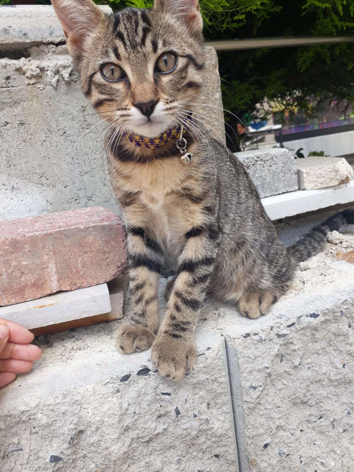 Kayıp Kedi
