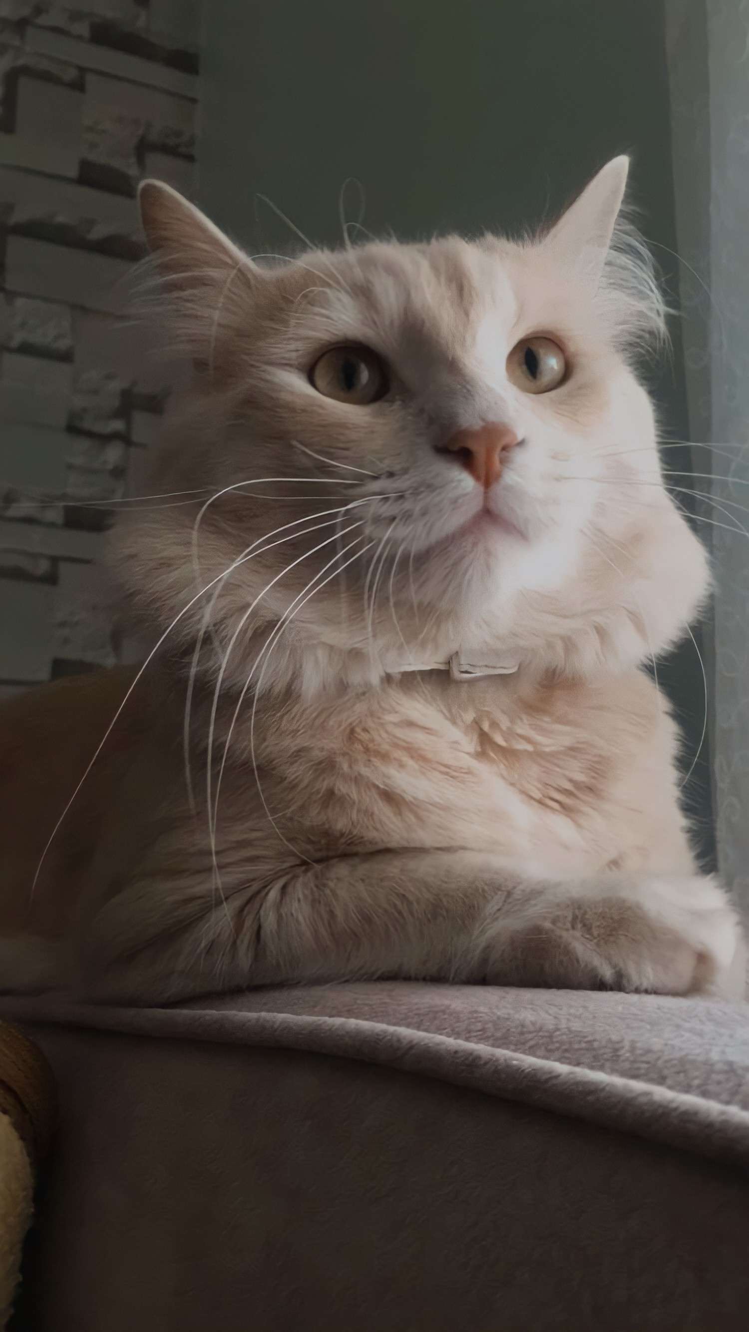 Kayıp kedi