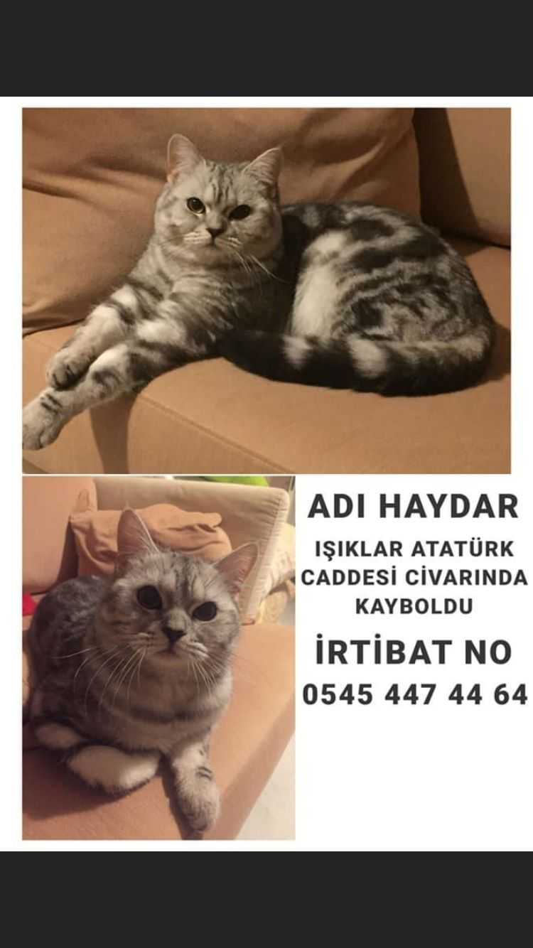 Çetin Kannış