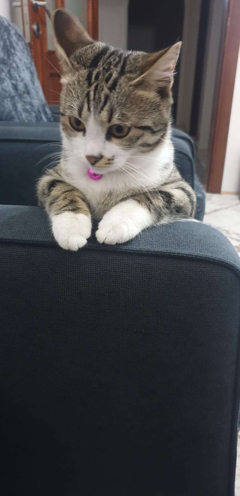 Kedimiz neşe kayboldu