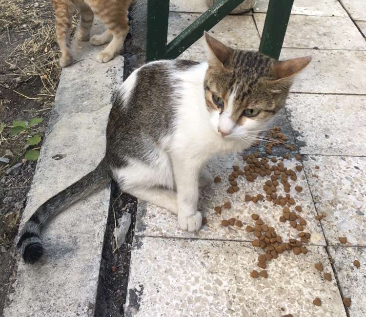 ANKARA BAHÇELİ KAYIP KEDİ