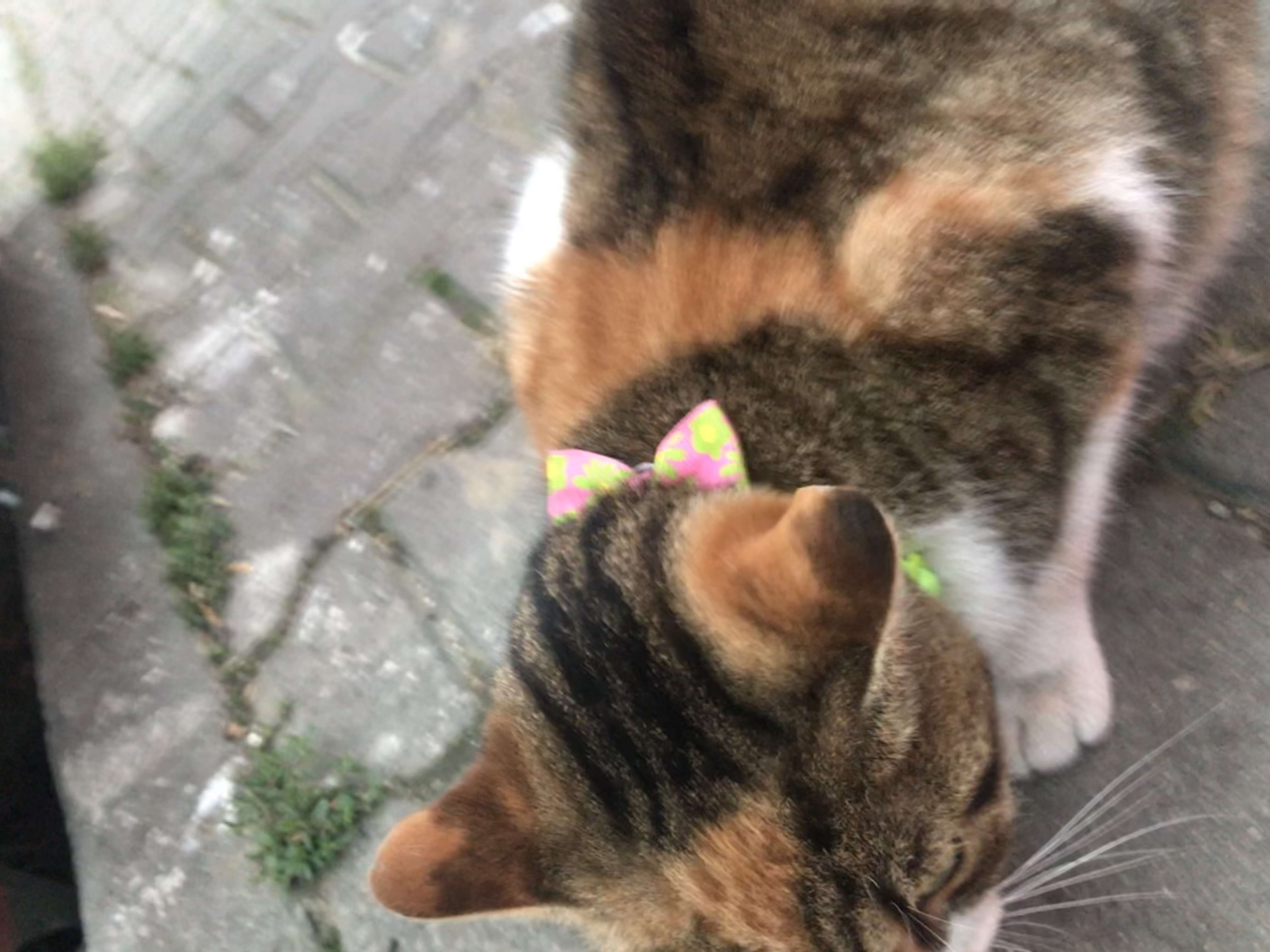 Kartal yesil kurdeleli kedi