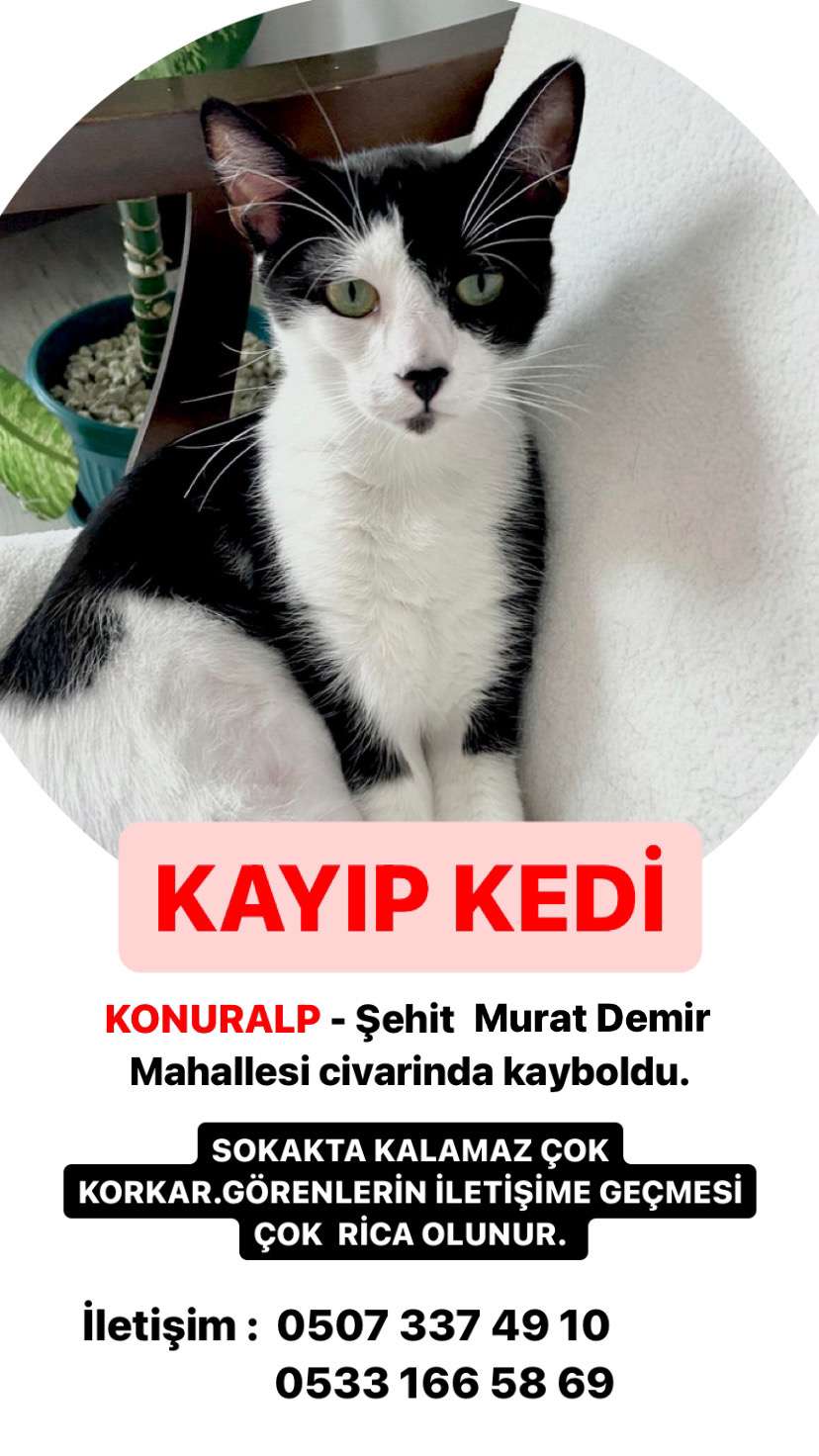 Düzce kayıp kedi