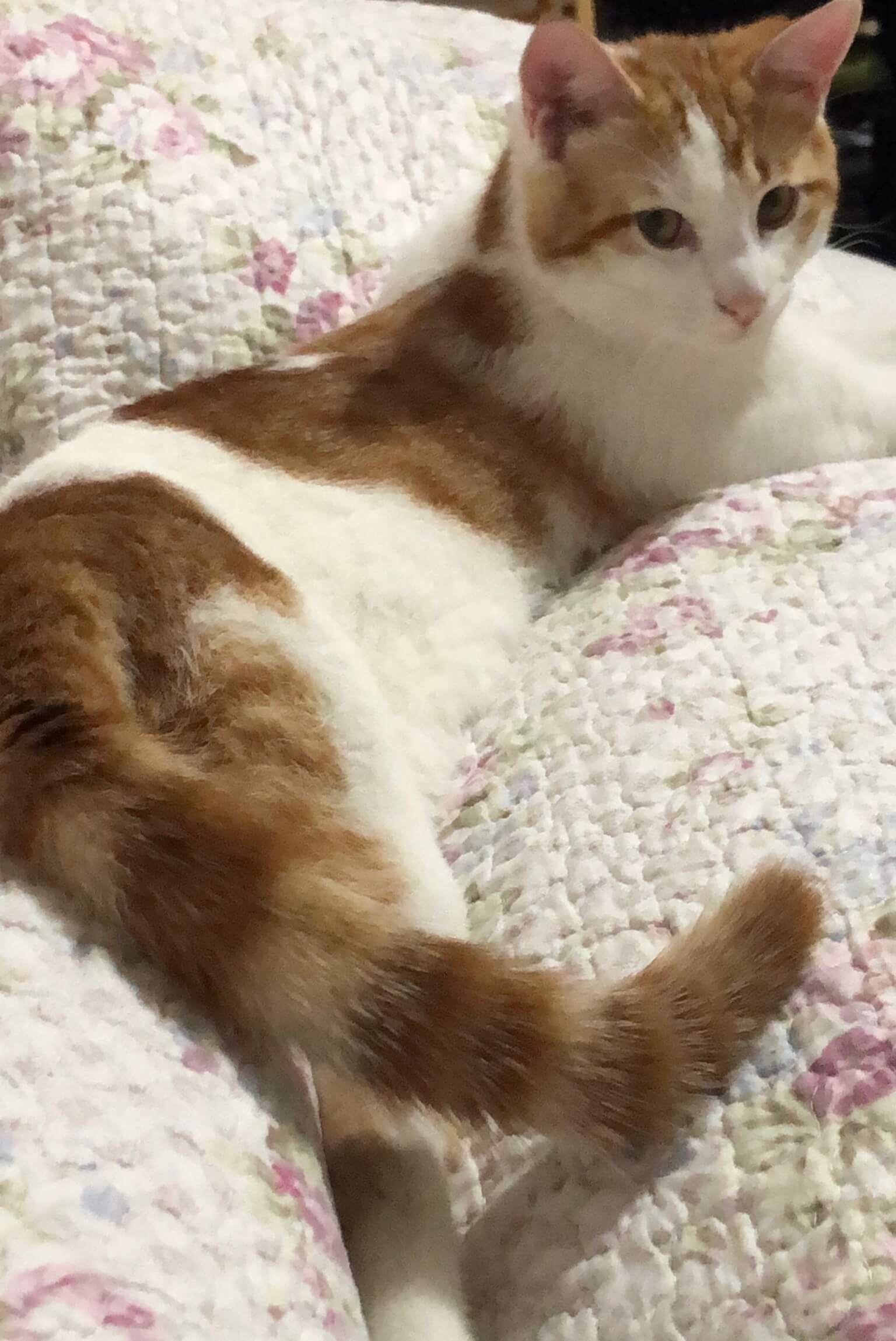 Kayseri kedi