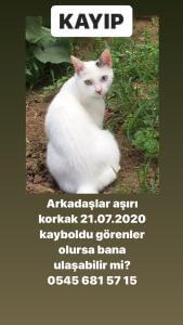 kedicik kayboldu yardım edin