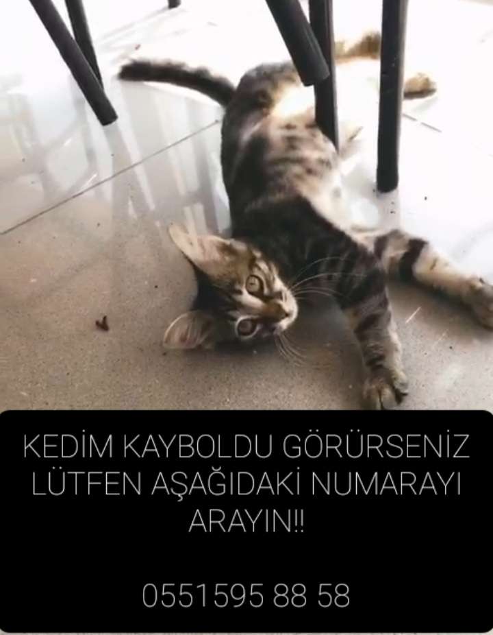 Şişli Halide Edip Adıvar Mah. KEDİM KAYBOLDU