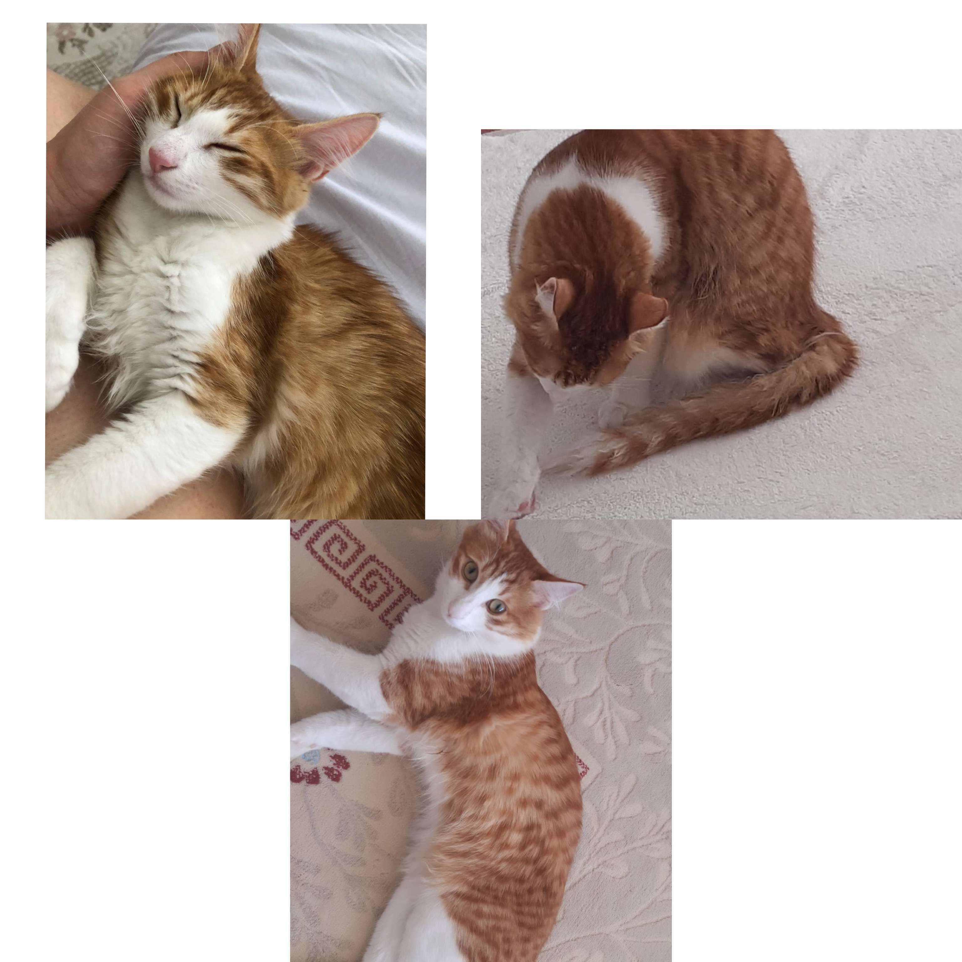 Biricik kedim Kuzey kayıp