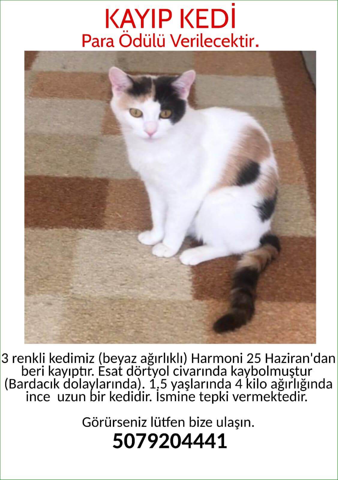 3 renkli kedimiz kayıptır - 25 haziran
