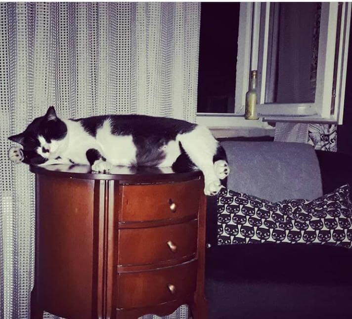Kayıp Kedi