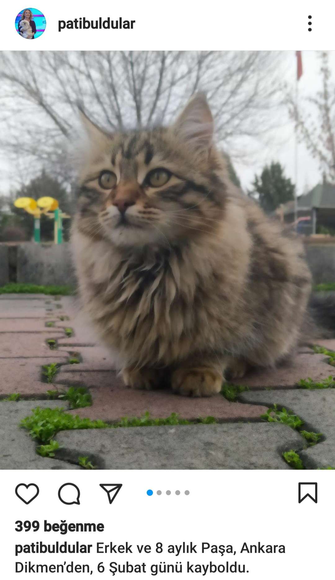 Paşa kayıp 