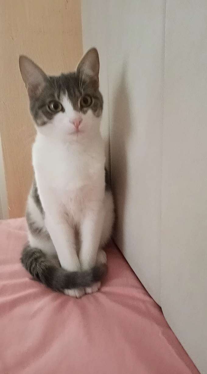 Kedim Mia 3 gündür kayıp