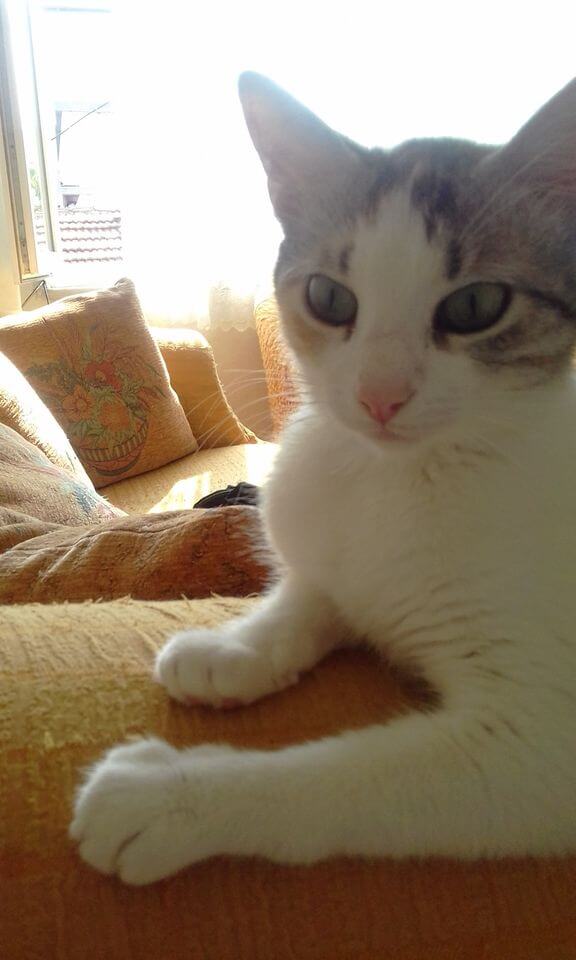 KAYIP KEDİ İLANI